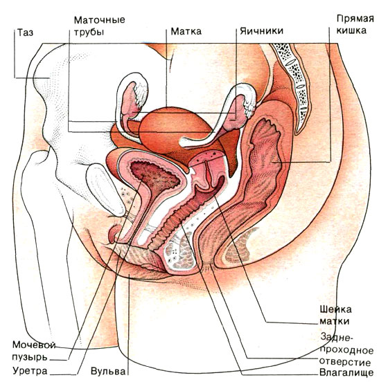 Половые Органы Женщины Фото