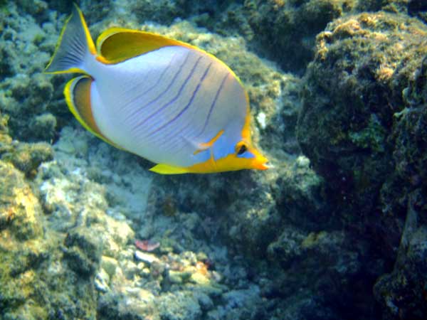 Рыбки. Мальдивы. Фото