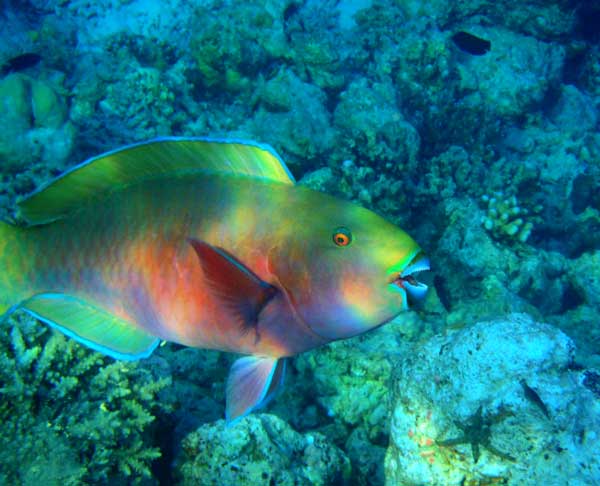 Рыбки кораллового рифа. Фото