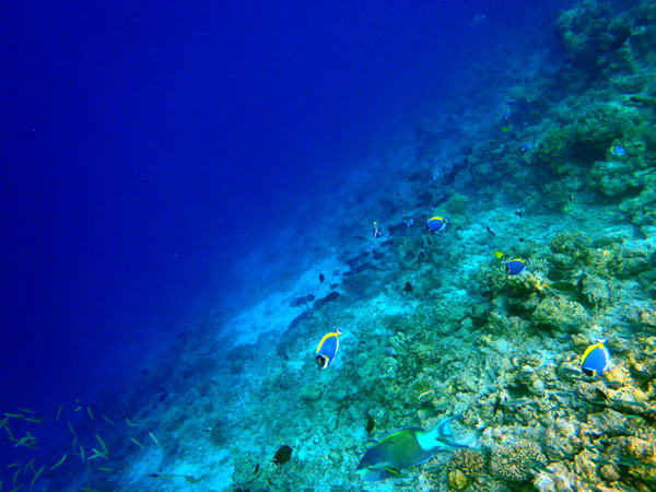 Коралловый риф на Мальдивах. Фото