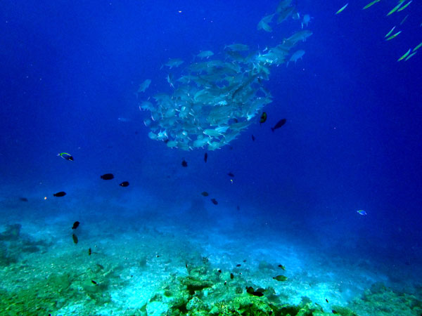 Каких рыбок можно встретить на Мальдивах. Фото