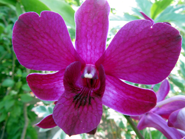 Тропические орхидеи, фото