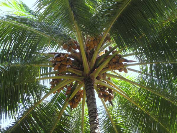 Как растут кокосы, фото