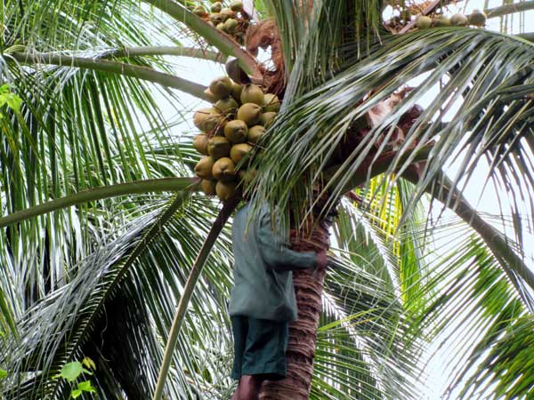 Как собирают кокосы, фото