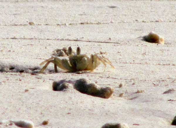 Песчаные крабы, фото