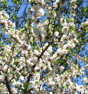 Трубковерт вишневый, повреждаемые растени, фото