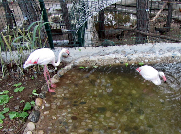 зоопарк. фламинго, фото
