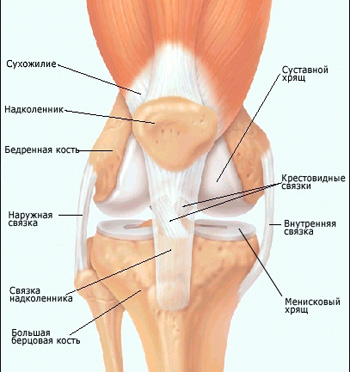 Строение коленного сустава, фото