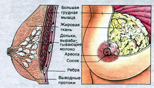 Молочная Железа У Женщин Фото