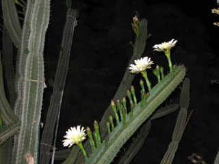 Фото цветущий кактус