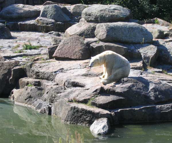 Берлинский зоопарк. Белый медведь