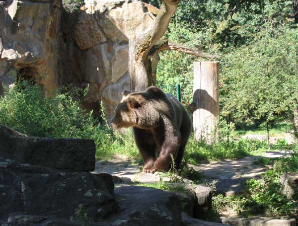 Берлинский зоопарк. Бурый медведь