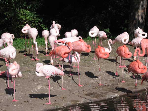 Берлинский зоопарк. Спящие фламинго