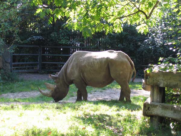 Берлинский зоопарк. Носорог