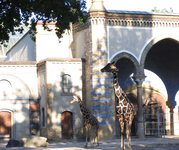 Берлинский зоопарк. Жираф