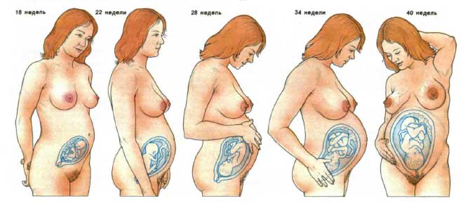 Женщина на различных сроках беременности