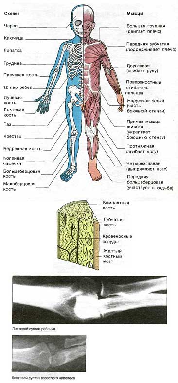 Развитие скелета ребенка