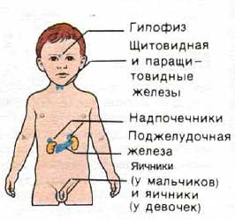 Эндокринная система ребенка