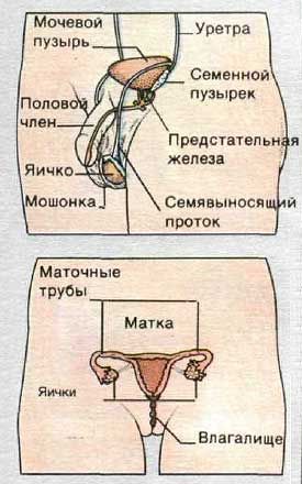 Репродуктивная система ребенка