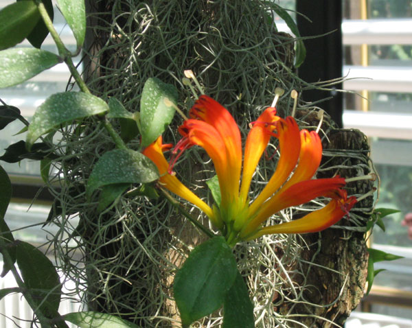 Оранжевая орхидея