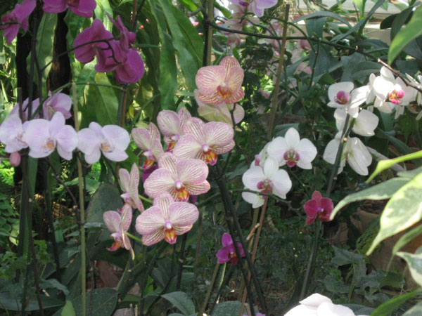 Полосатые орхидеи