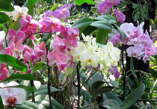 Группа орхидей