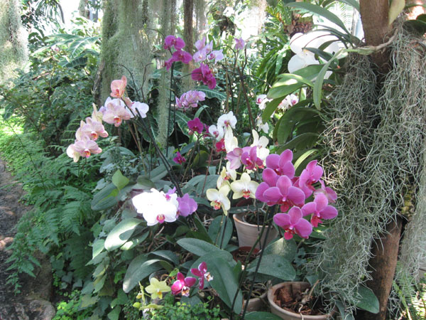 Орхидеи в ботаническом саду