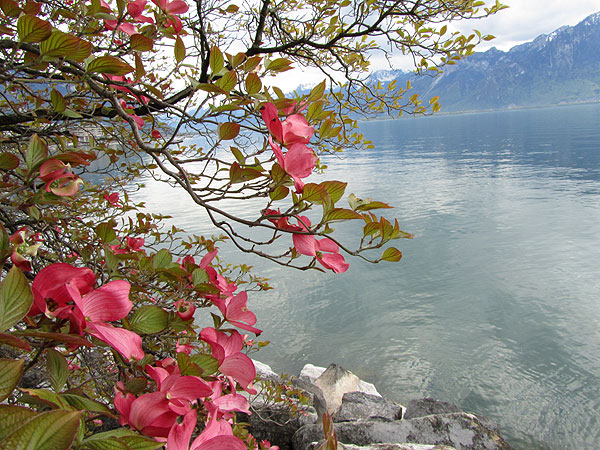 Женевское озеро, японская картинка, фото