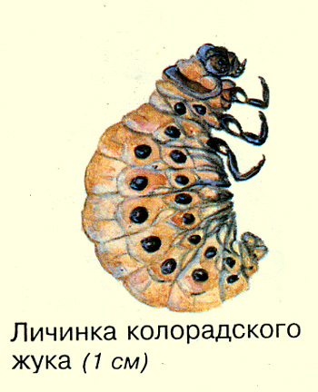   , 