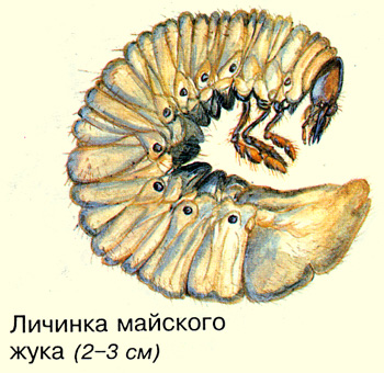 личинка майского жука, картинка