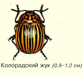 Колорадский жук, как выглядит, картинка