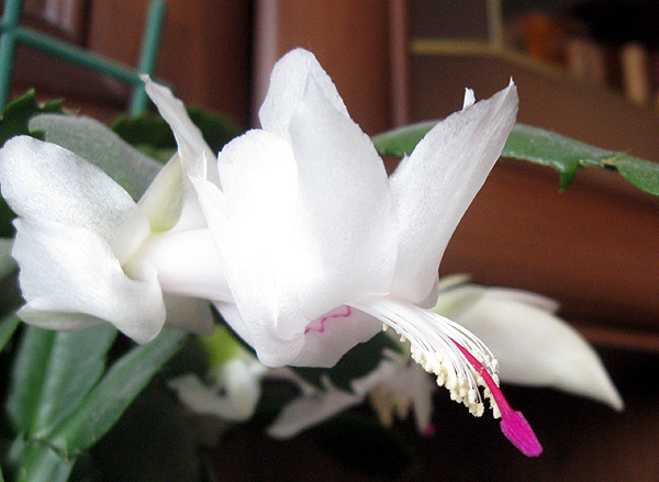 Комнатные растения, цветок декабриста белый