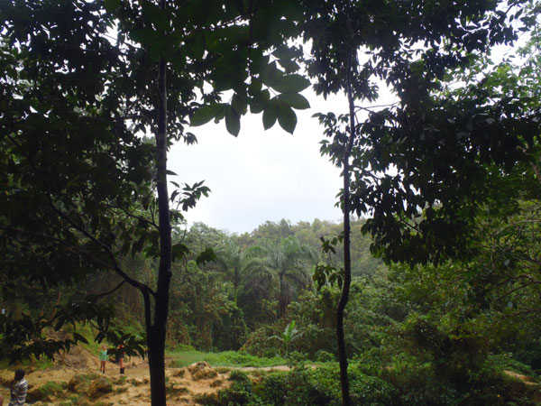 Доминикана, тропический лес, джунгли, фото