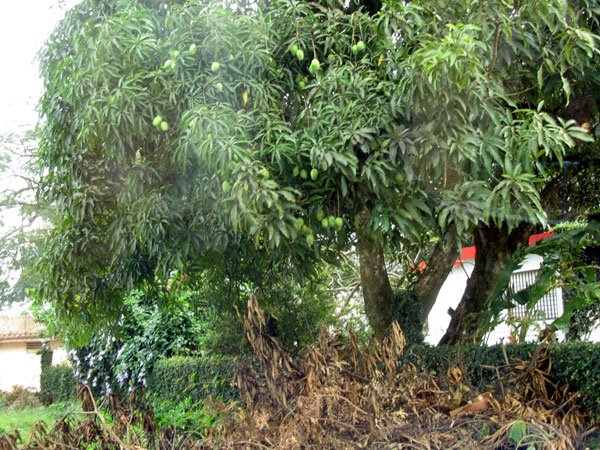 дерево манго, фото