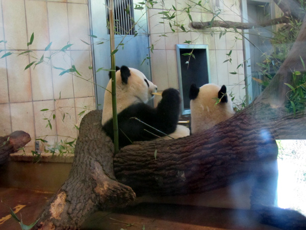 Зоопарк в Вене. Панда. Фото