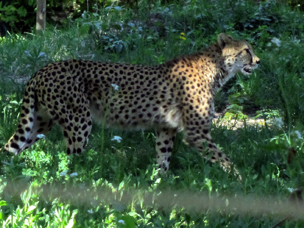 Зоопарк в Вене. Леопард. Фото