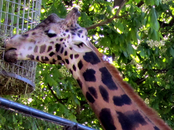 Жираф за едой. Фото