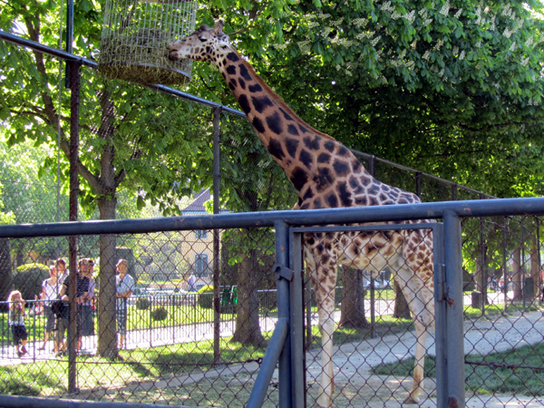 Жираф. Фото