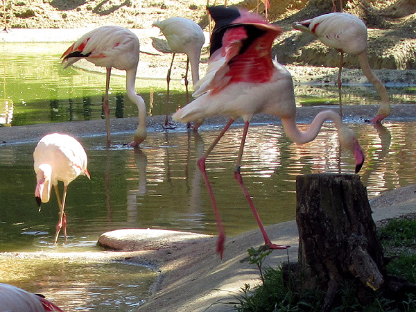 Фламинго. Фото