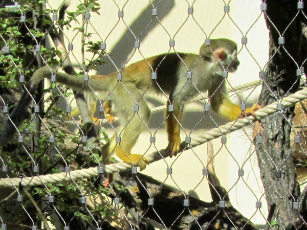 Канатоходец. Зеленая обезьяна-белка. Фото