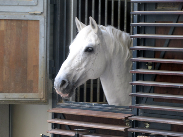 Королевская белая лошадь липпицанер. Фото