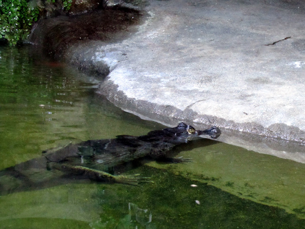Крокодиловый кайман. Фото