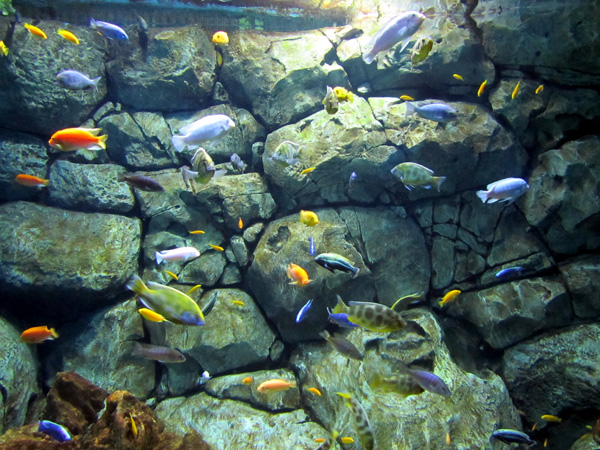 Фото рыб московского океанариума, фото