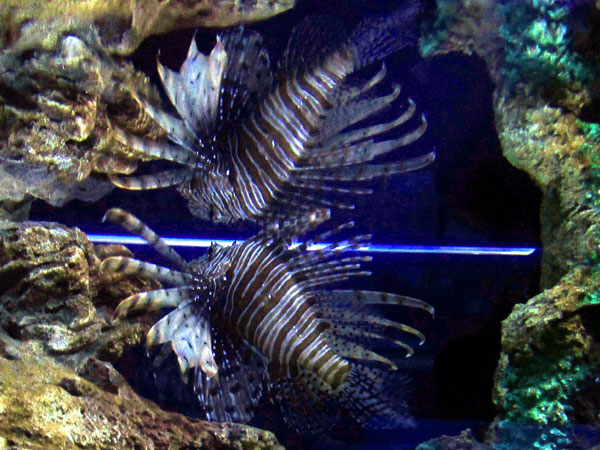 рыба-зебра, или крылатка, фото