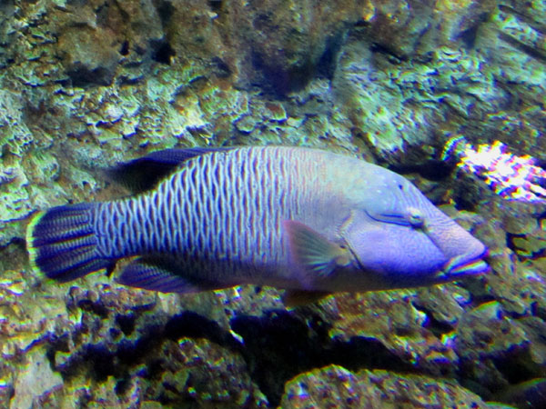Рыба-наполеон, фото