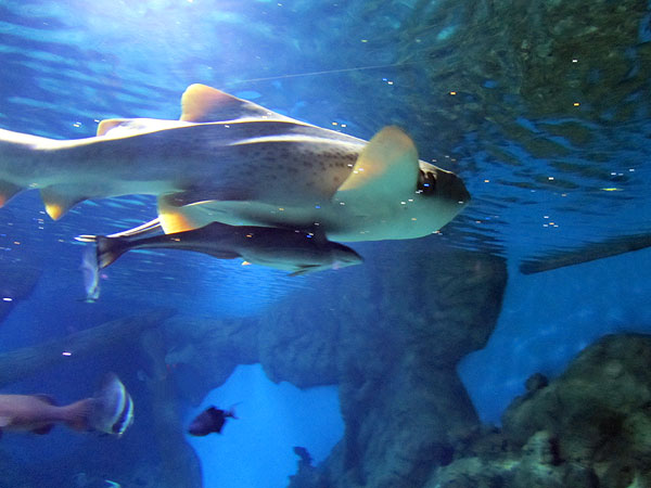 акула-зебра, фото