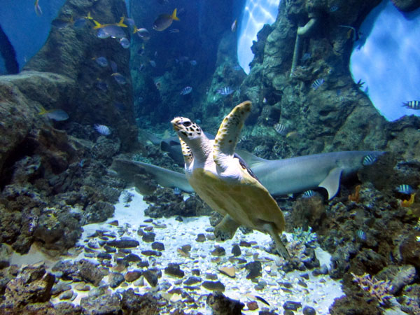 Морская черепаха, фото