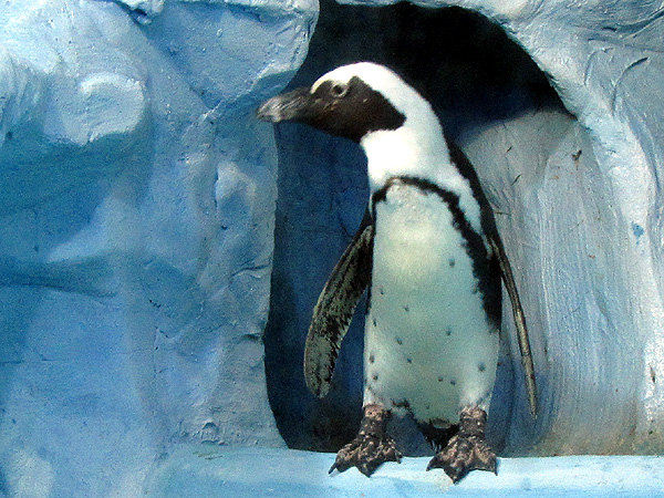 Пингвин, фото