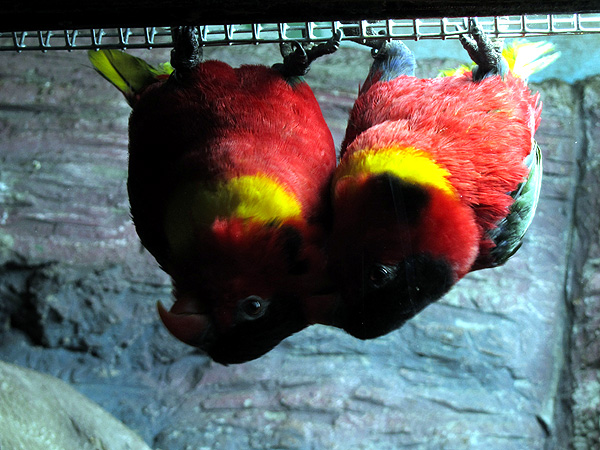 парочка попугаев