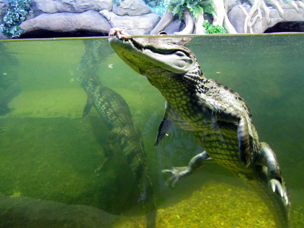 Океанариум в Москве, фото крокодила